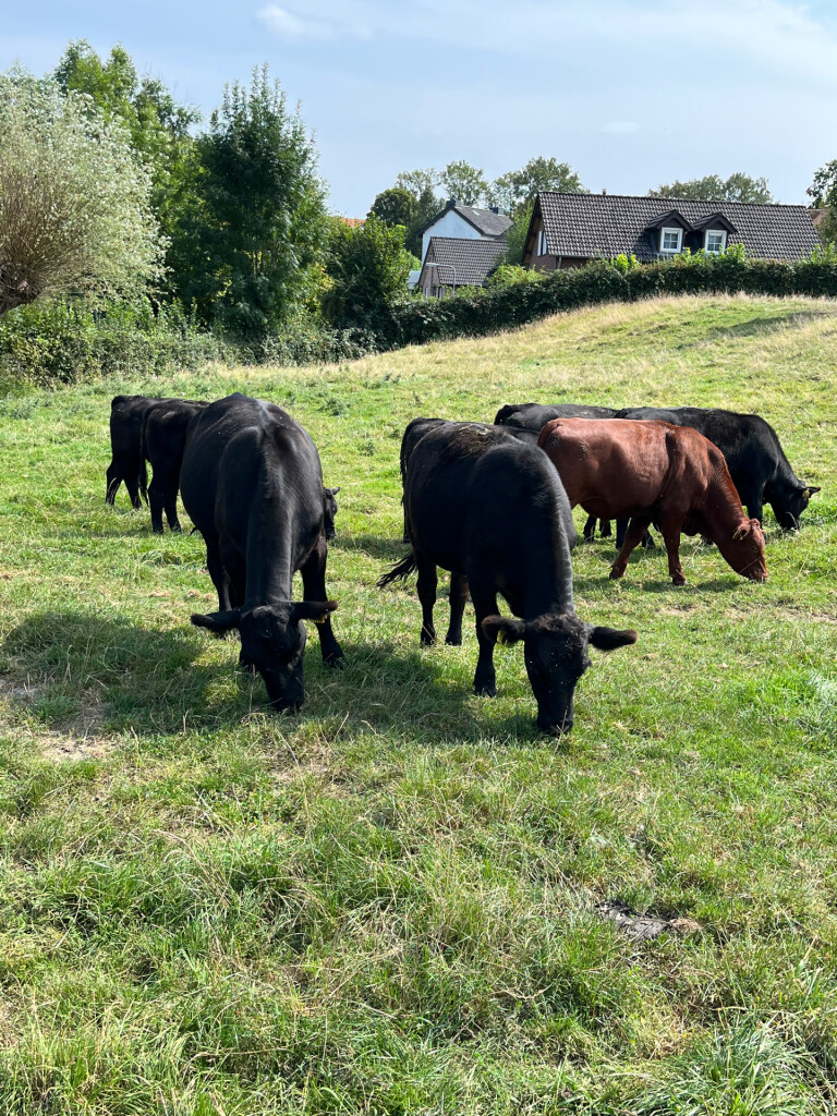 Dwars door het Geuldal