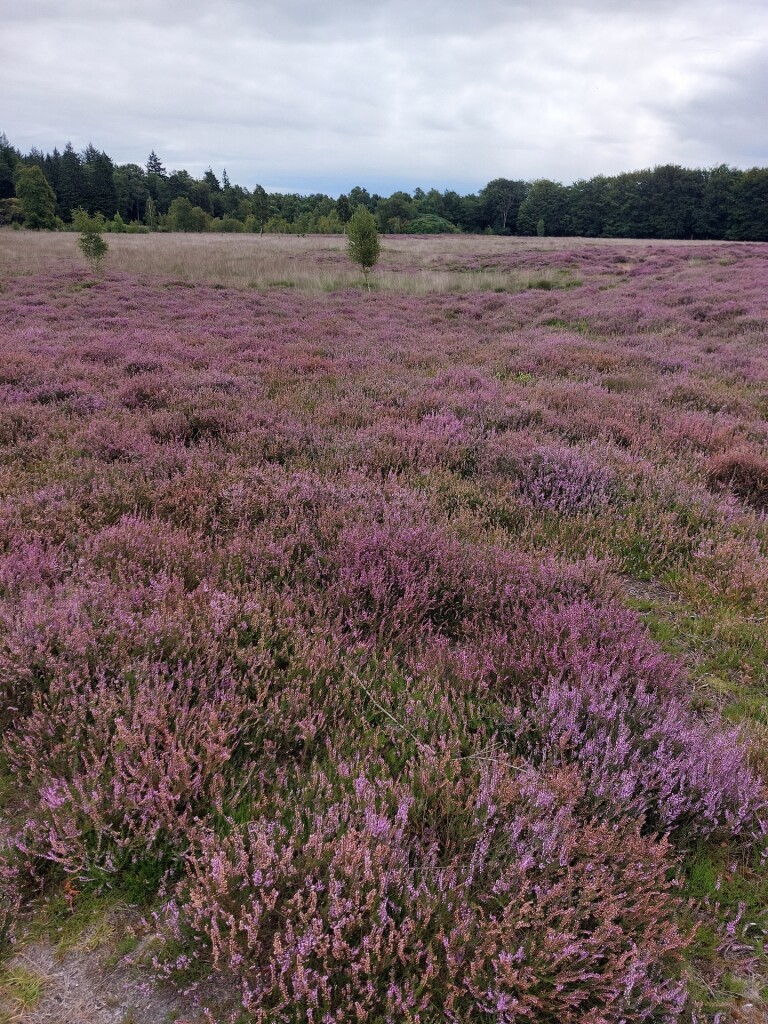 Meulendob wandelroute 40 km F1