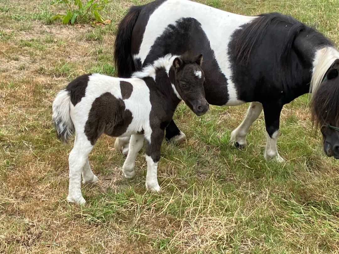 Spaubeekroute SP03 Beek