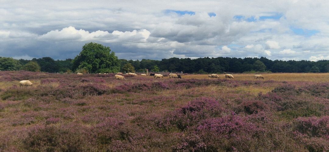 Muiderberg - Blaricum · Zuiderzeepad etappe 8