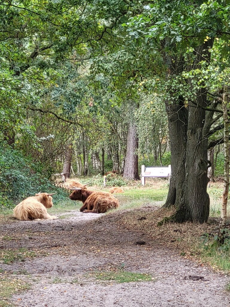 Wandelen door het vennenlandschap van Huis ter Heide