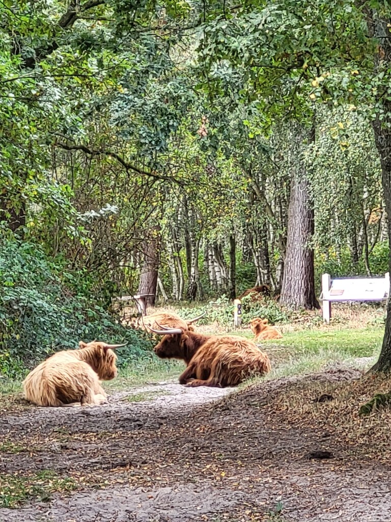 Wandelen door het vennenlandschap van Huis ter Heide
