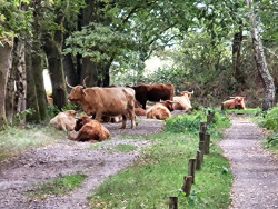Wandelen door het vennenlandschap van Huis ter Heide