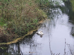 Den Ham - Ommen · Overijssels Havezatenpad etappe 9