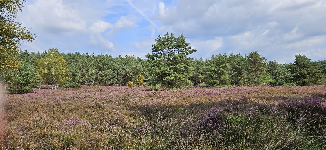Zwarte Dennen - Geel