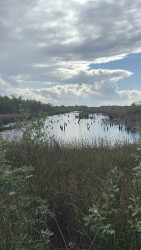Het Unieke Bargerveen