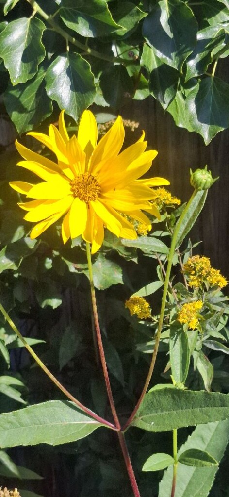 Texel 4: Oudeschild - 't Horntje · WaddenWandelen etappe 4