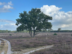 's-Graveland - Huizen · Noord-Hollandpad etappe 16