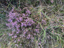 's-Graveland - Huizen · Noord-Hollandpad etappe 16