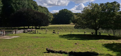 Wandelroute Veluwezoom-Posbank bij Arnhem