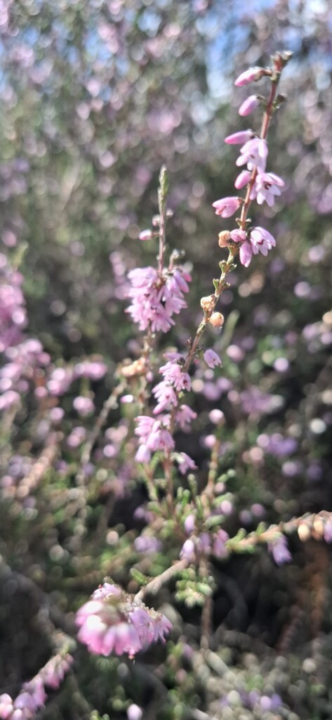 Pittige tocht bij de Posbank