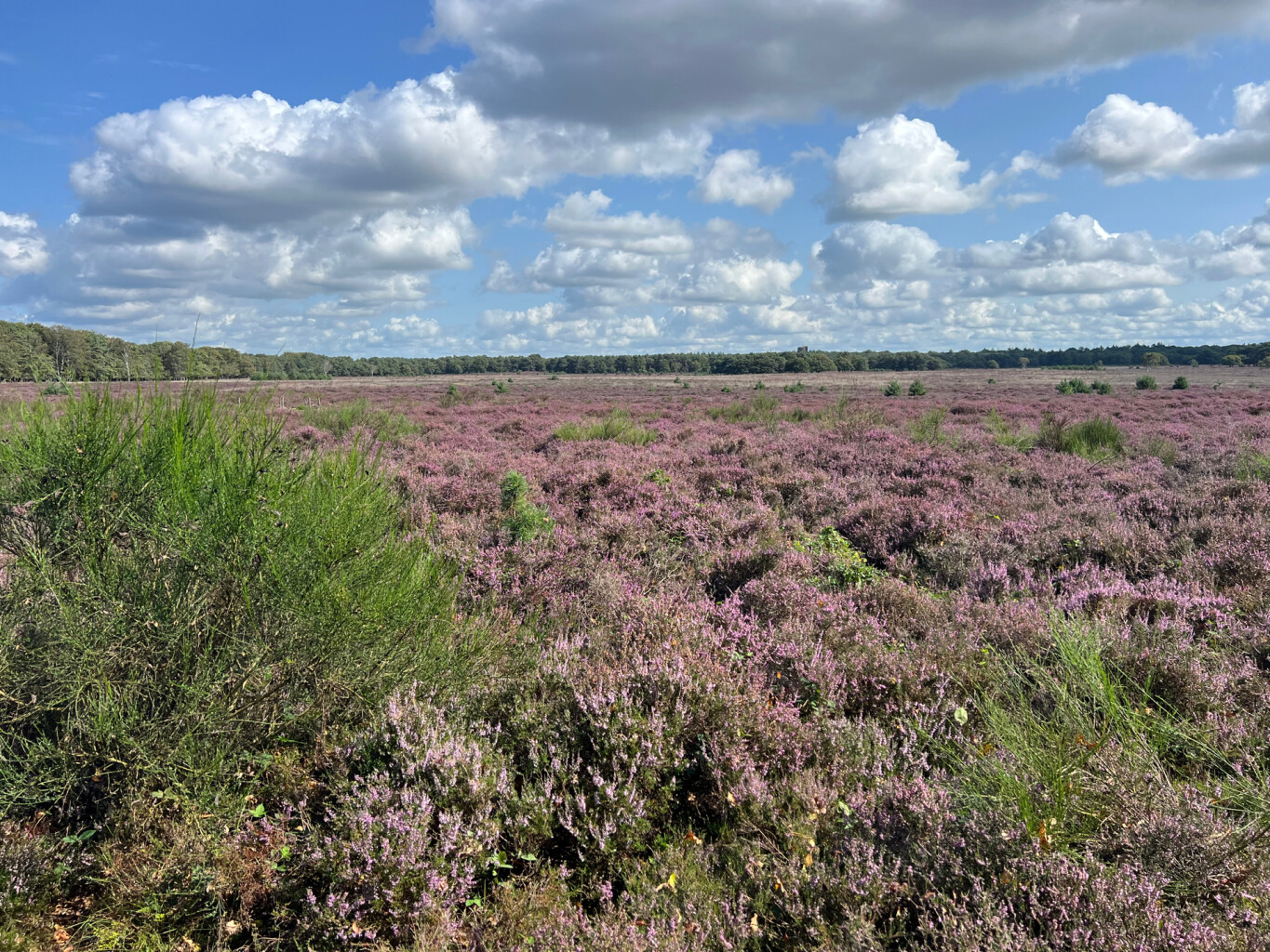 Weesp - Bussum · Trekvogelpad etappe 8
