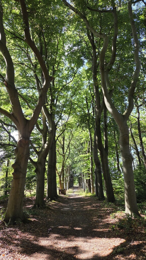 Emmen - Oosterhesselen · Drenthepad etappe 15