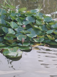 Arboretum bomenpark wandeling