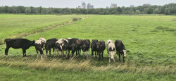 Amsterdam - Loenen a.d. Vecht · Jacobsweg Amstelredam etappe 5