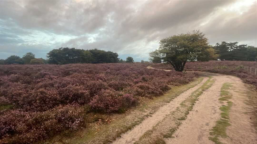 Rondje Laarder Wasmeer (groen)