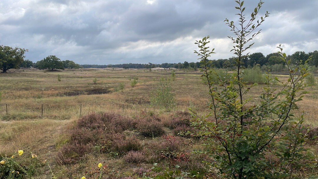 Rondje Laarder Wasmeer (groen)