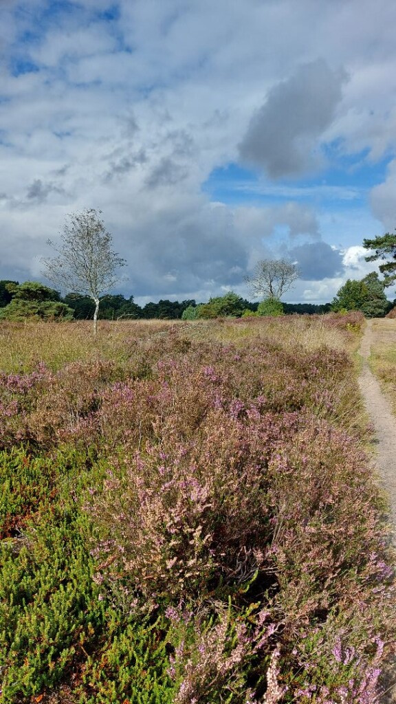Heerde - Gortel · Roots Natuurpad etappe 17