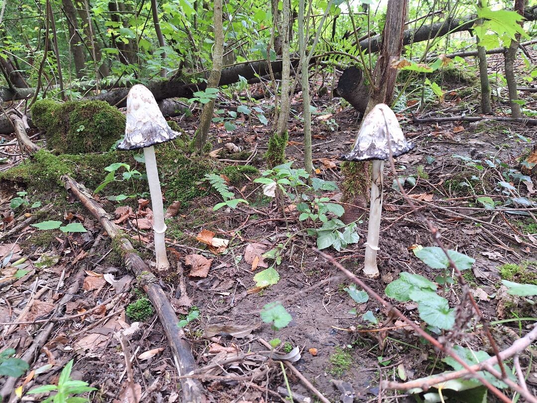 Cranenweyerroute KR7 Kerkrade