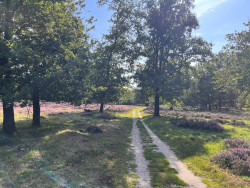 Springendal - Blauw