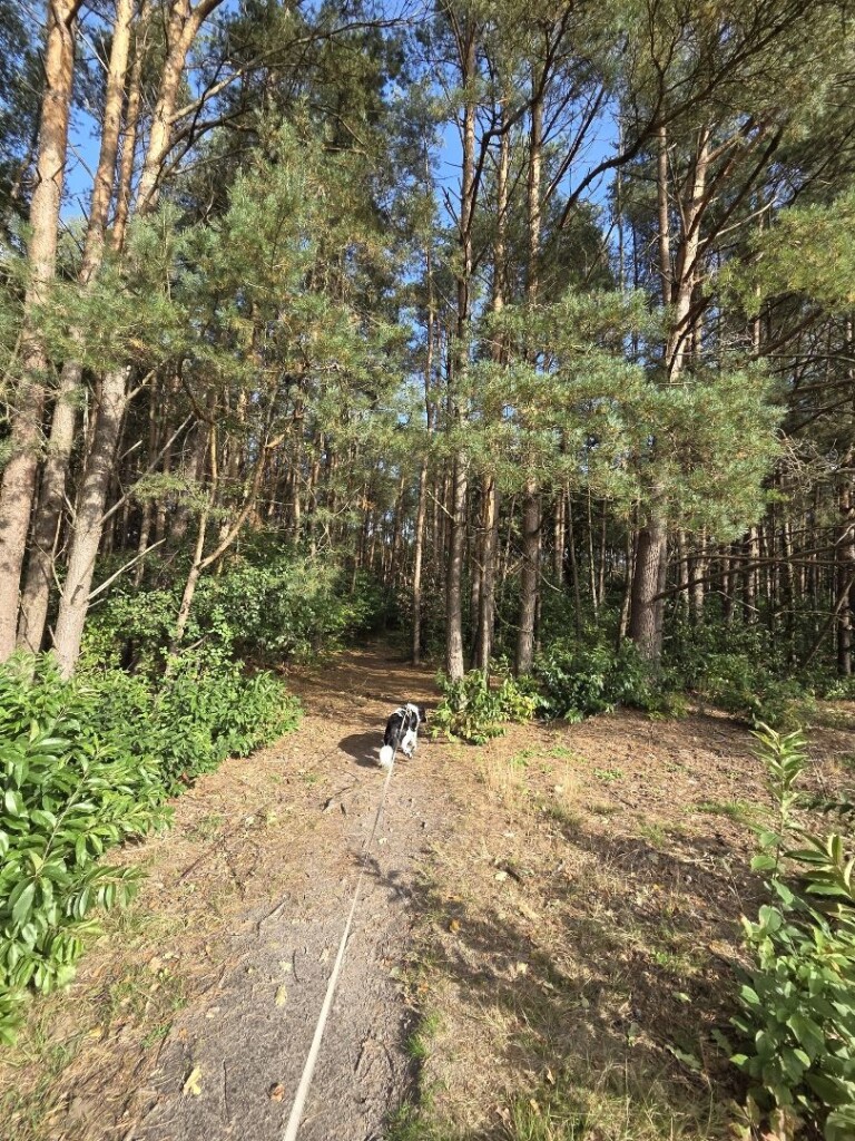 Wandelroute Strubben Kniphorstbosch