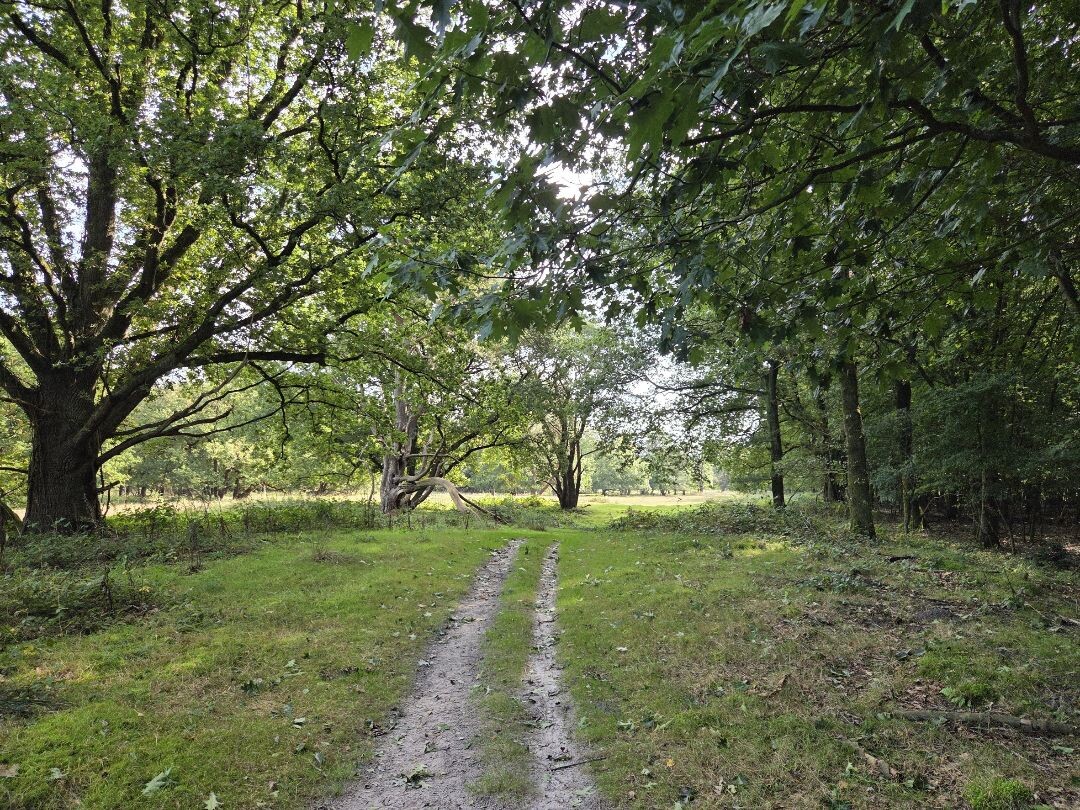 Wandelroute Strubben Kniphorstbosch