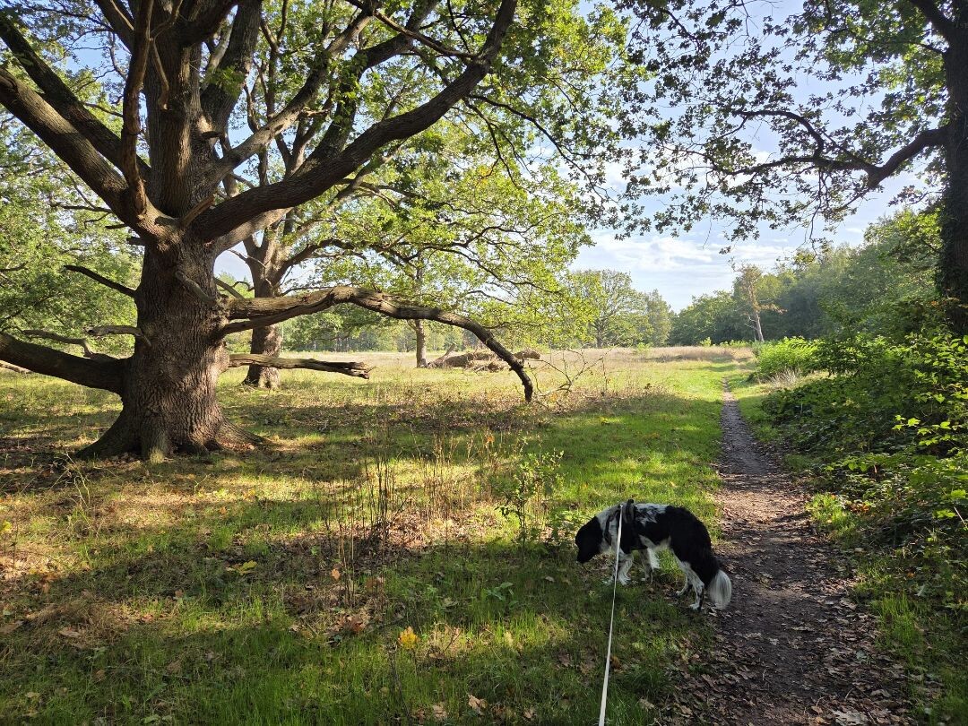 Wandelroute Strubben Kniphorstbosch