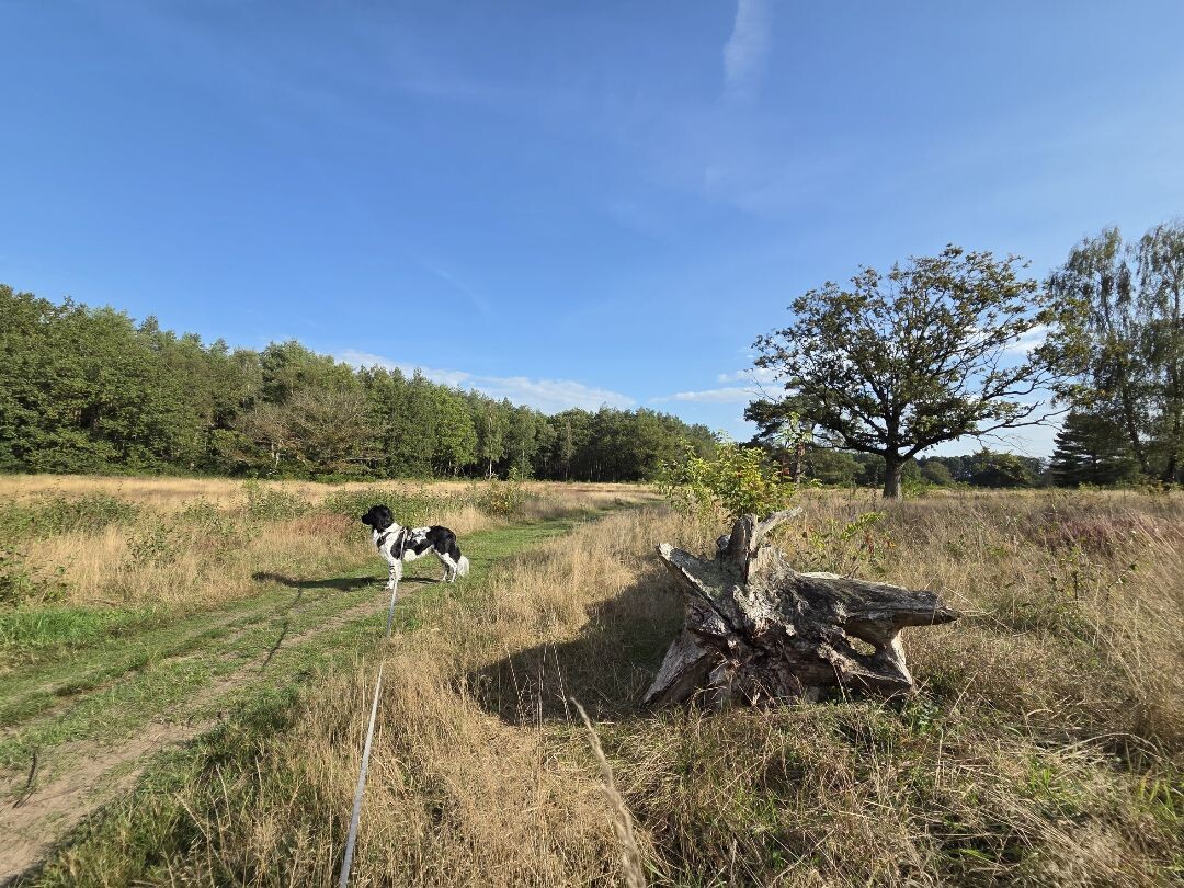 Wandelroute Strubben Kniphorstbosch