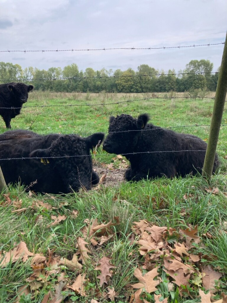 Ell - Weert · Graaf van Hornepad etappe 1