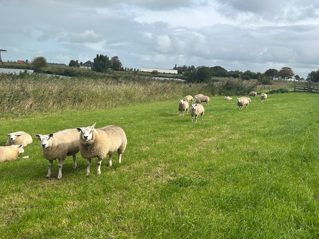 Molenkolktocht (blauw) vanaf startpunt Hensbroek