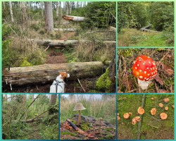 Wandelroute Sprokkelspoor