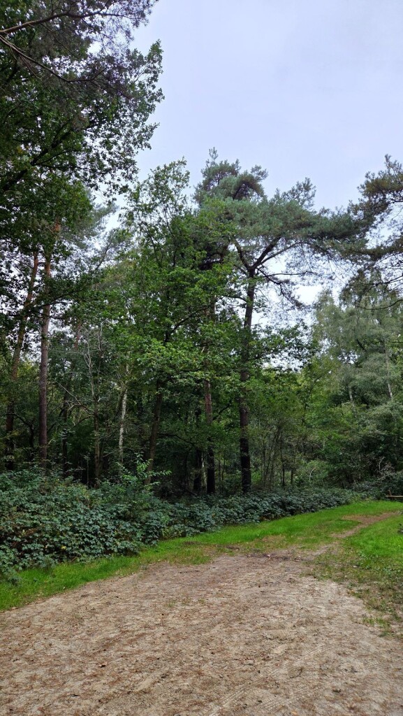 Wandelroute Renneboom