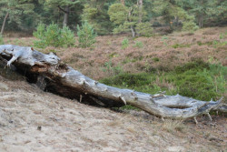 Wandelroute Hoekenbrink