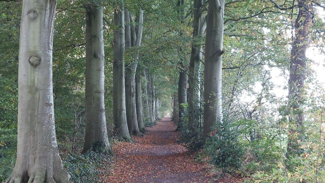 Balkbrug - Holt · Roots Natuurpad etappe 13