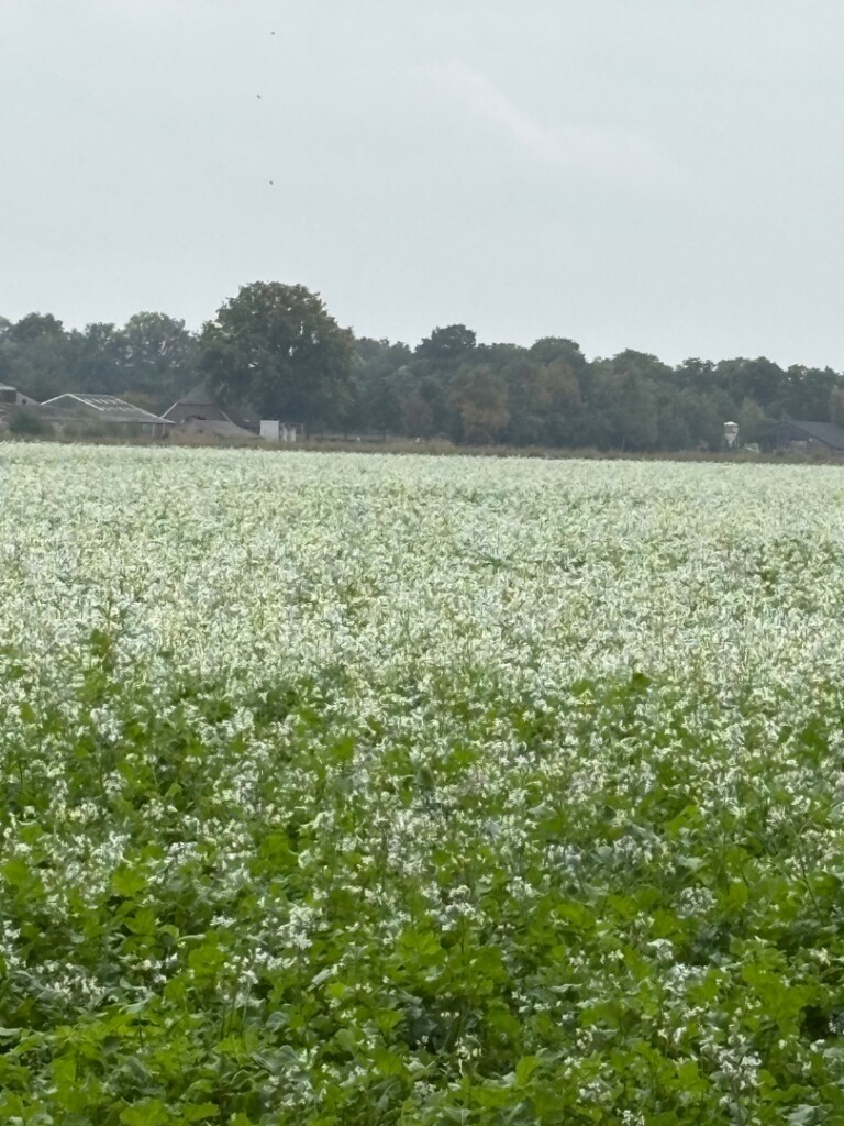 Laren - Vorden · Pieterpad etappe 13