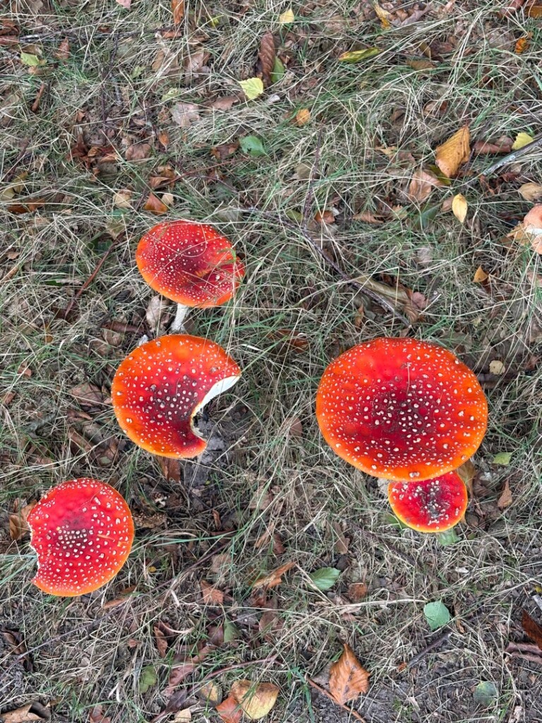 Laren - Vorden · Pieterpad etappe 13