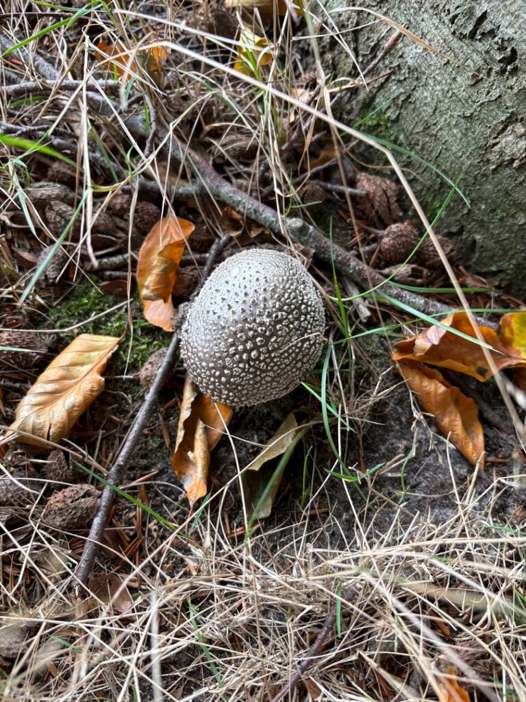 Laren - Vorden · Pieterpad etappe 13