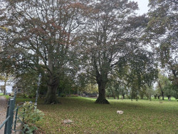 Rondje De Hooge Weere (groen) vanaf startpunt Abbekerk