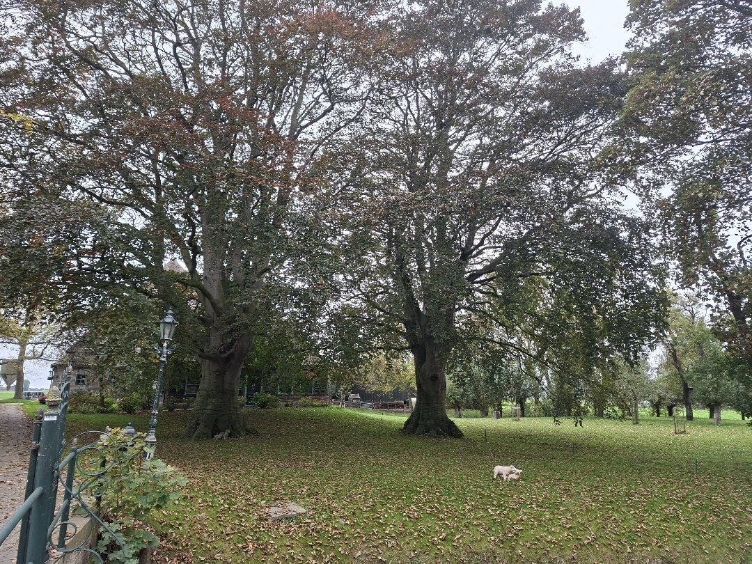 Rondje De Hooge Weere (groen) vanaf startpunt Abbekerk