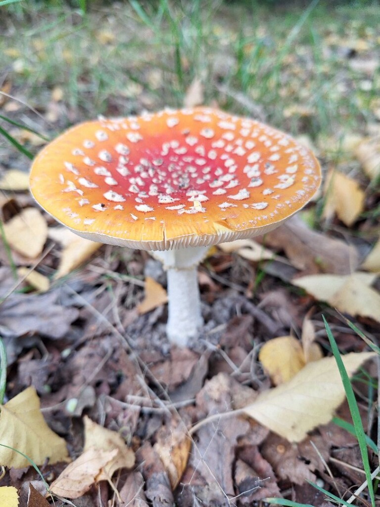 Klompenpad Valckschepad