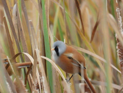 Vogelroute