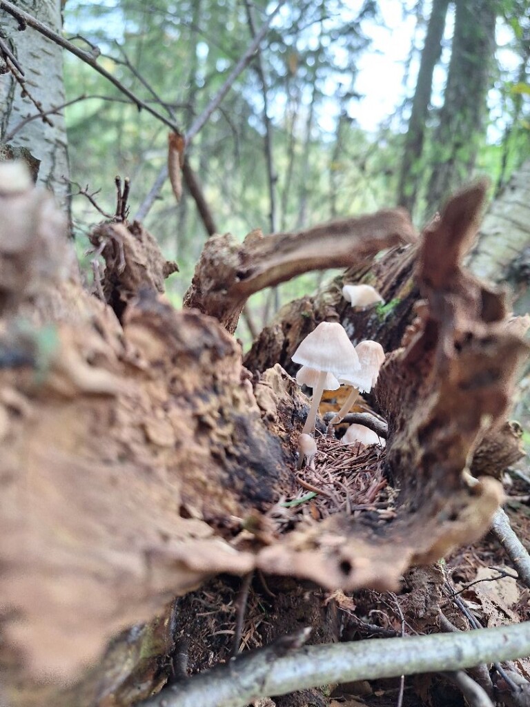 Doorn - Leersum · Utrechtse Mountain Trail etappe 6