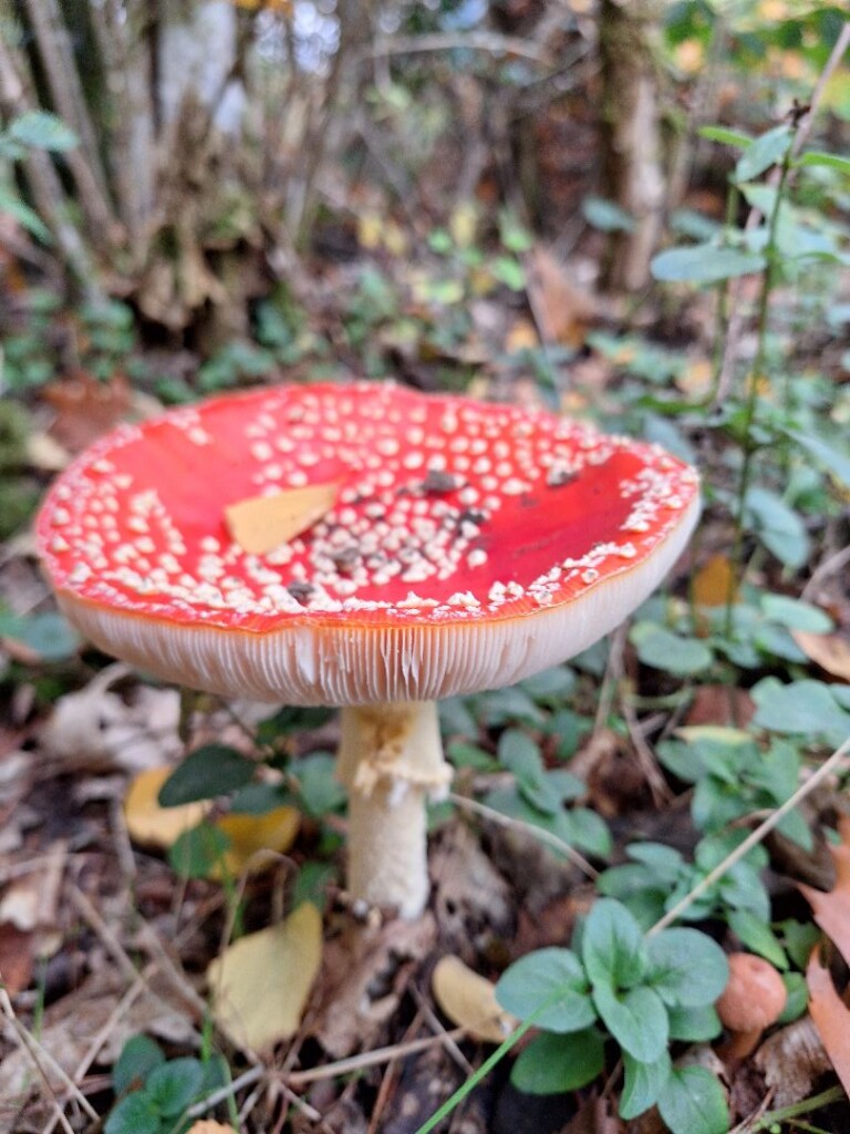 Leersum - Amerongen · Utrechtse Mountain Trail etappe 7