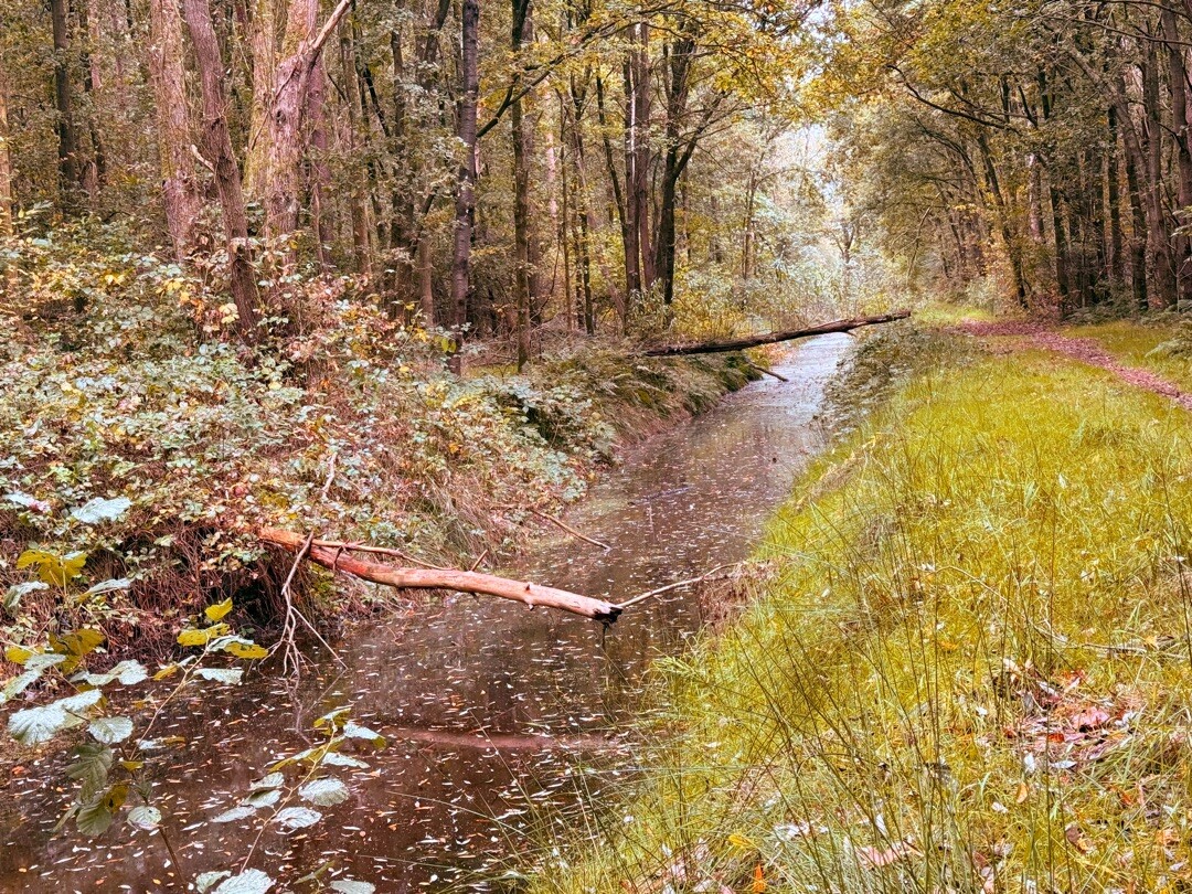 De Lethe Bellingwolde