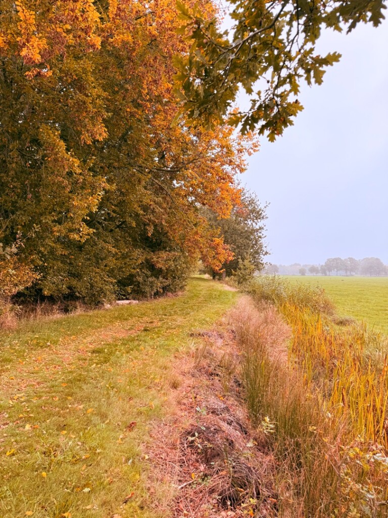 De Lethe Bellingwolde