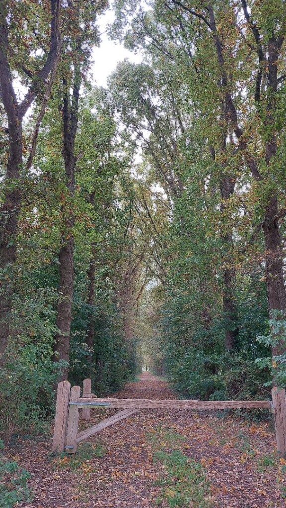 Heino - Wijhe · Roots Natuurpad etappe 15