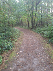 Wandelroute Trimunt bosroute
