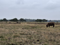 Wandelroute Twee Landen pad, vogelroute bij Bergeijk