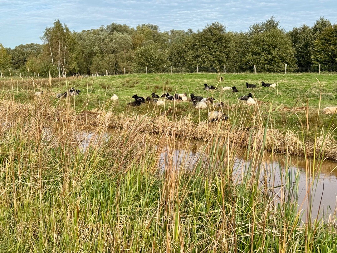 Ter Apel - Nieuw-Dordrecht · Noaberpad etappe 6