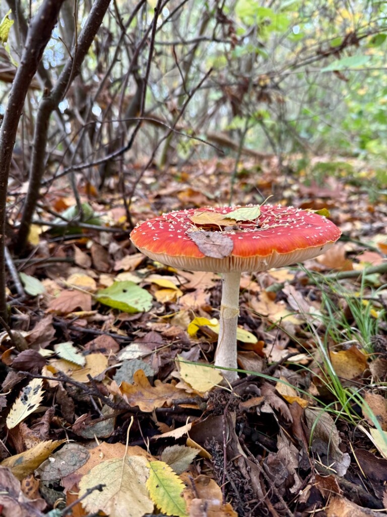 Den Bosch - Heeswijk · Ons Kloosterpad etappe 1